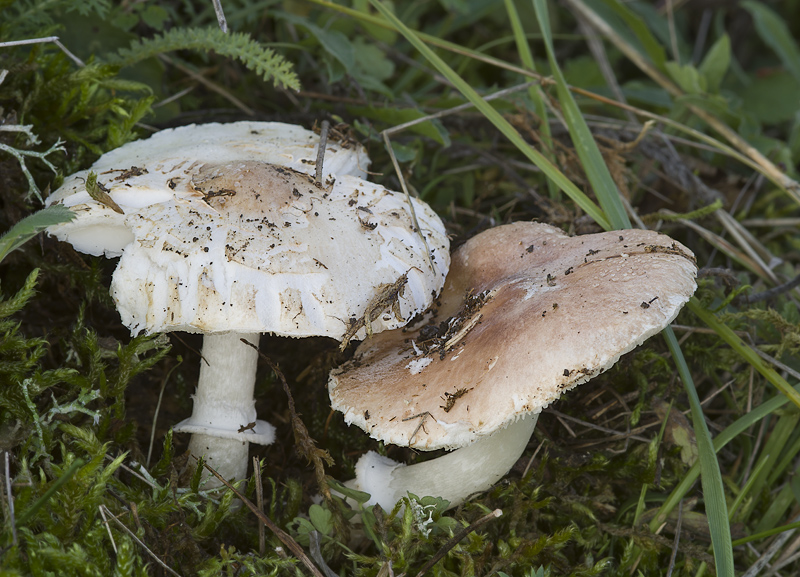 Leucoagaricus wichanskyi